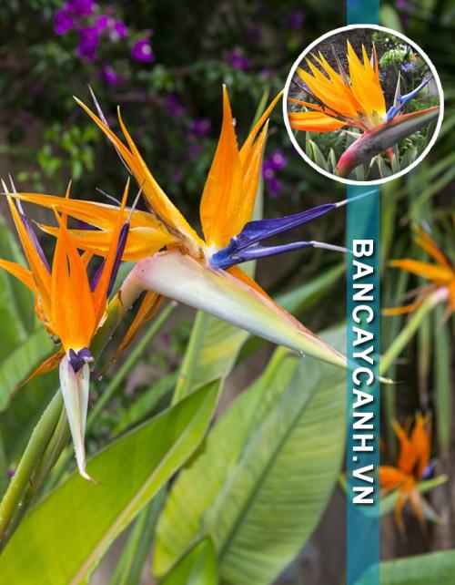 CÂY THIÊN ĐIỂU - STRELITZIA REGINAE